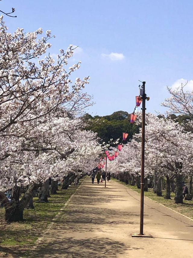 Spring Bliss at Kikaku Park🌸