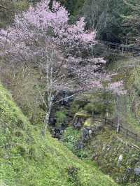 หมู่บ้านคายาบุกิโนะซาโตะ (Miyama Kayabuki no Sato)