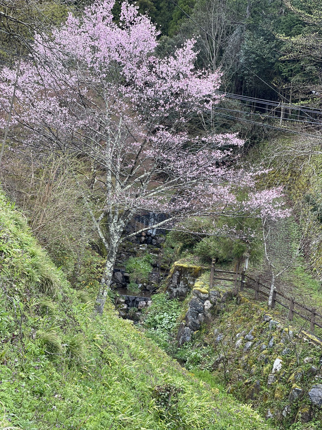 หมู่บ้านคายาบุกิโนะซาโตะ (Miyama Kayabuki no Sato)