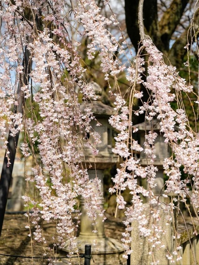 Hidden Sakura Spot in Kyoto | A Spring Tale at Ōishi Shrine
