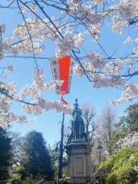 🌸Ueno Park Cherry Blossom Season – A Spring Encounter in Tokyo’s Pink Cloud 🌸