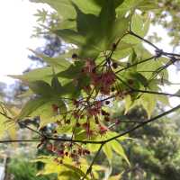 箕面瀑布（Minoh Falls）