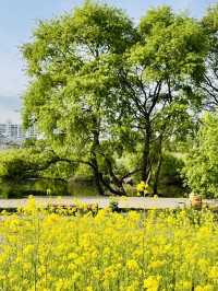Palhyeon Ecological Park: A Springtime Yellow Flower Haven