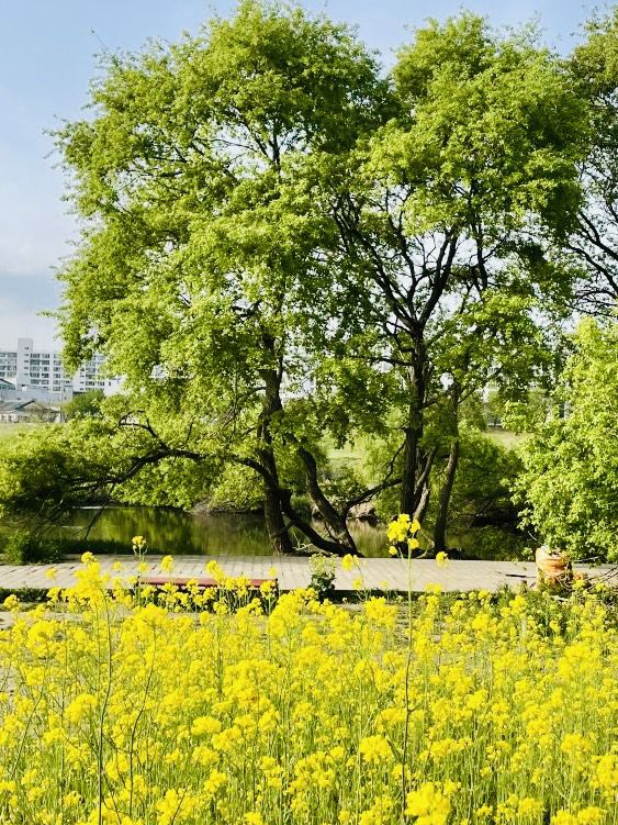 Palhyeon Ecological Park: A Springtime Yellow Flower Haven