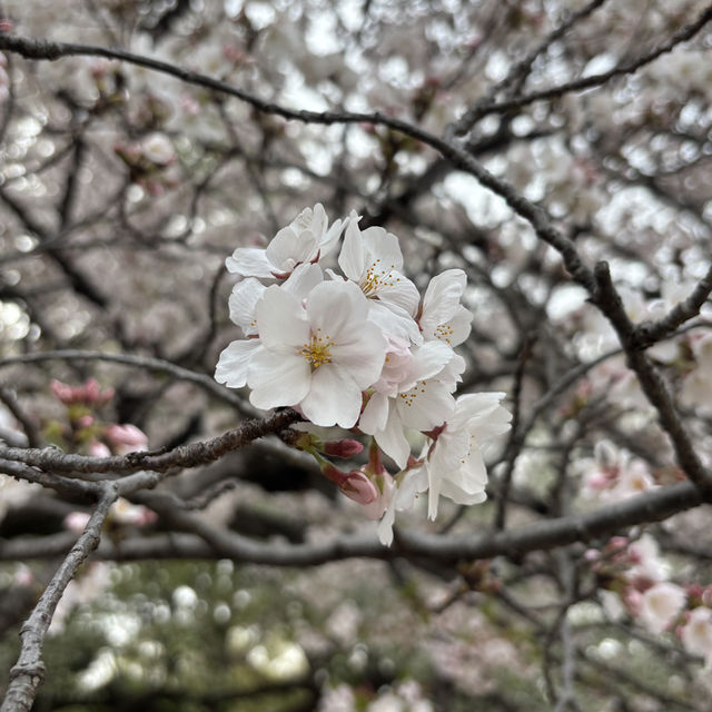 【都会のオアシス】東京 新宿 新宿御苑 季節ごとに異なる鮮やかな景色が楽しめる公園