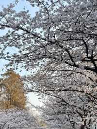 “Petals and Prayers: The Sacred Bloom of Jiming Temple”