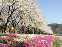 Fuji Five Lakes Cherry Blossoms: Where Sakura Meets Japan’s Iconic Mountain