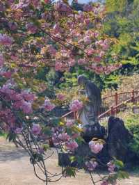 🌸 Kyushu's Must-See Cherry Blossom Paradise: The Sea of Yaezakura at Isshinji Temple 🌸