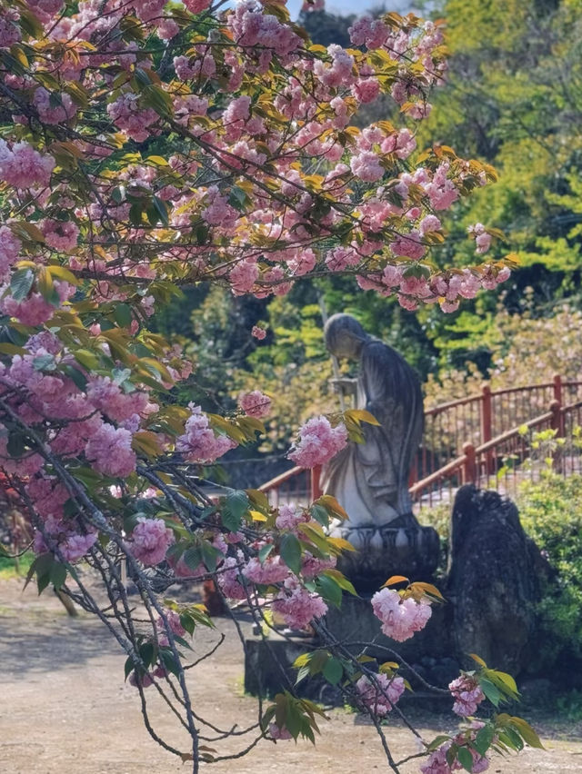 🌸 Kyushu's Must-See Cherry Blossom Paradise: The Sea of Yaezakura at Isshinji Temple 🌸