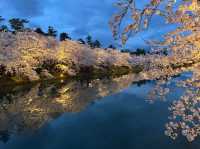 Petals and Palaces: The Magic of Hirosaki’s Cherry Blossoms