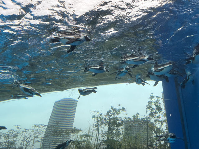 空飛ぶアシカ！？サンシャイン水族館@池袋🦭