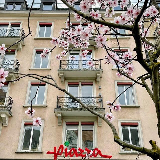 Spring Blooms in Zurich: A Floral Wonderland