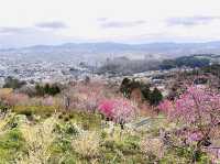 🇯🇵 仙台櫻花 船岡城址公園🌸