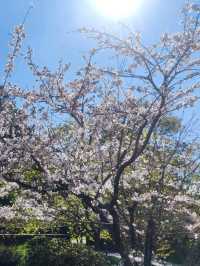 嘉義阿里山櫻花繽紛綻放