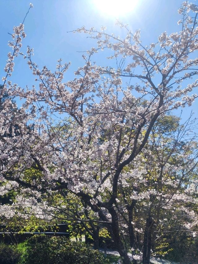嘉義阿里山櫻花繽紛綻放