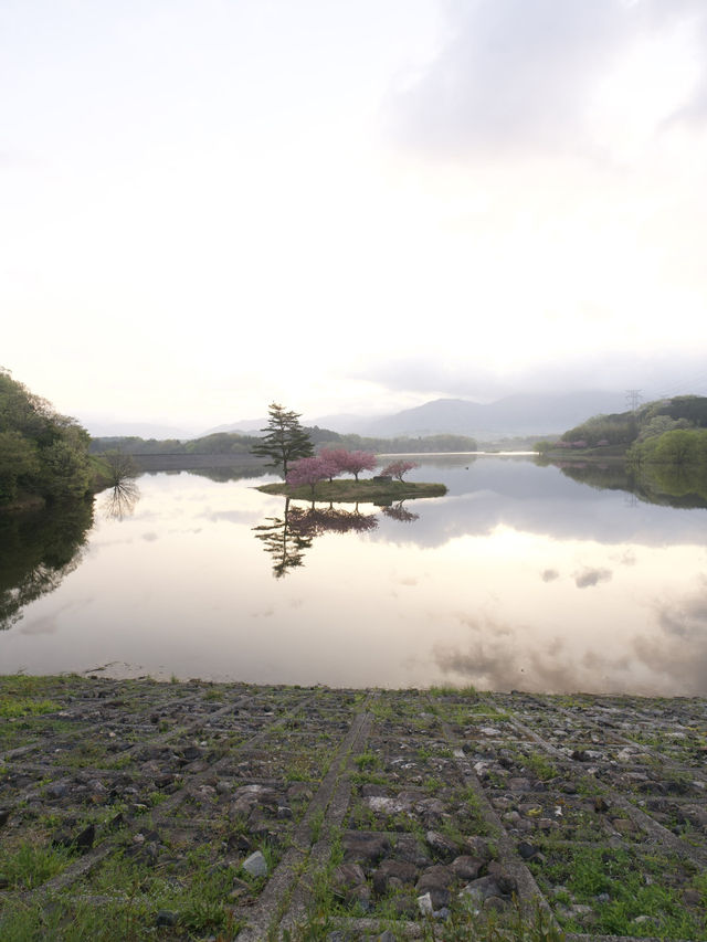 最後に咲く滋賀県の桜 浮島の桜