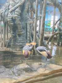 免門票看熊貓就在唐山動物園！！