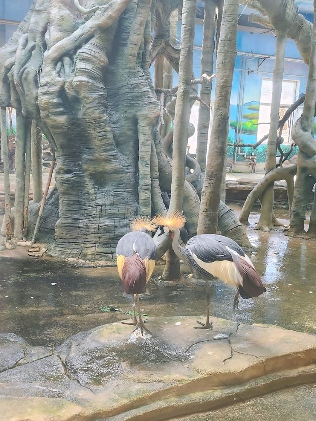 免門票看熊貓就在唐山動物園！！