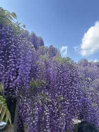 【足利】満開の藤の花を楽しもう