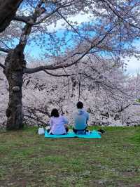 Tranquil in Bloom: A Cherry Blossom Escape to Goryokaku 