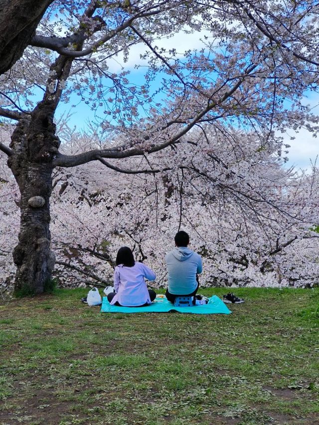 Tranquil in Bloom: A Cherry Blossom Escape to Goryokaku 