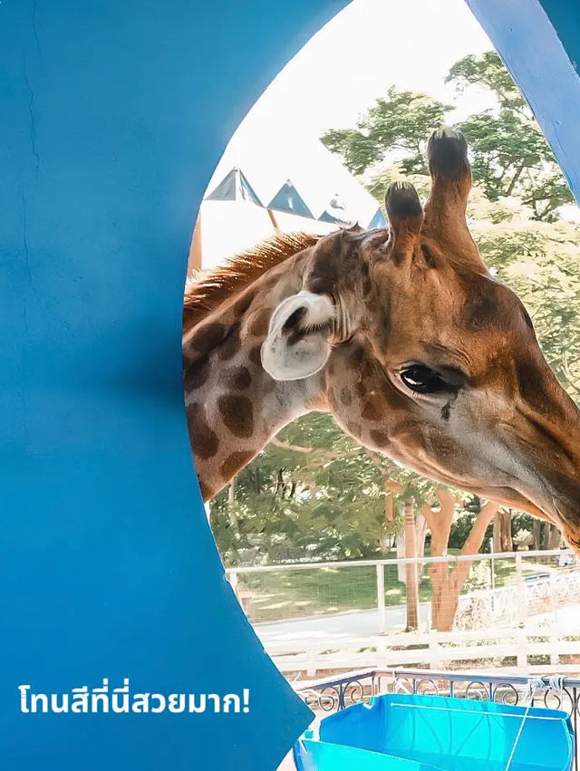 🐫 พาเที่ยวสวนอูฐ ชะอำ สไตล์อินเดียถ่ายรูปสวยมาก!✨