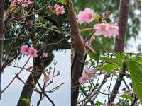 🌸鰂魚涌公園的驚喜🌸