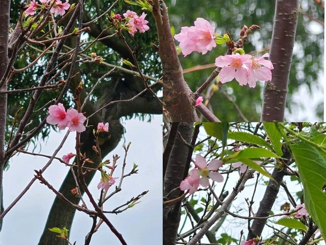 🌸鰂魚涌公園的驚喜🌸