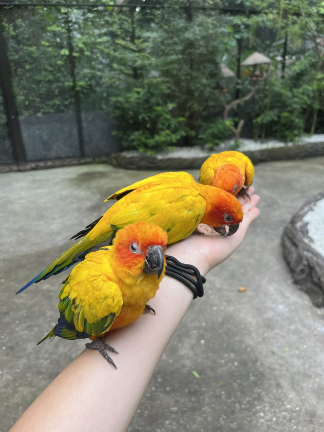 好玩程度破表！曼谷 Safari World 是我心中 No.1 的動物園