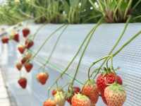 福崗任摘士多啤梨園🍓（附價錢）