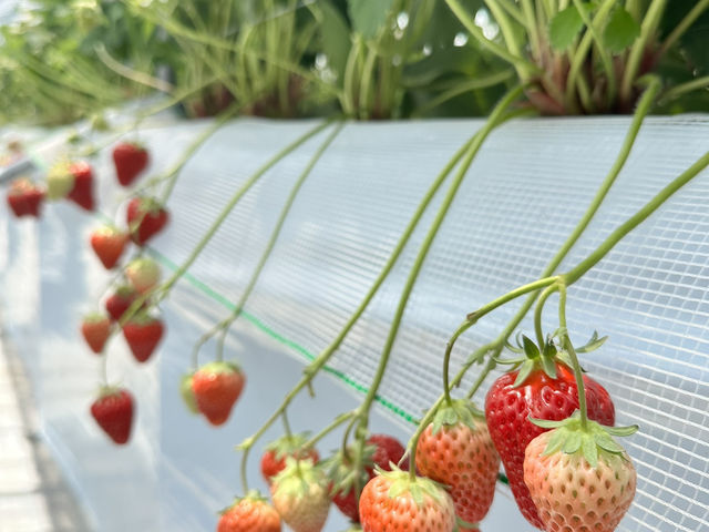 福崗任摘士多啤梨園🍓（附價錢）