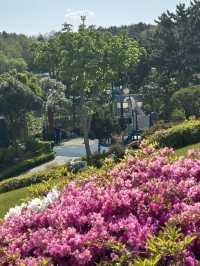 🏝️아름다운 야자수와 꽃들, 휴양지감성의 강원도 삼척 명소 여행가이드추천 💐