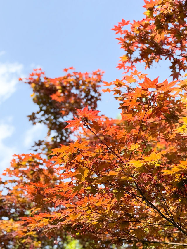 韓國景點🇰🇷寧靜休閑的小公園🌳