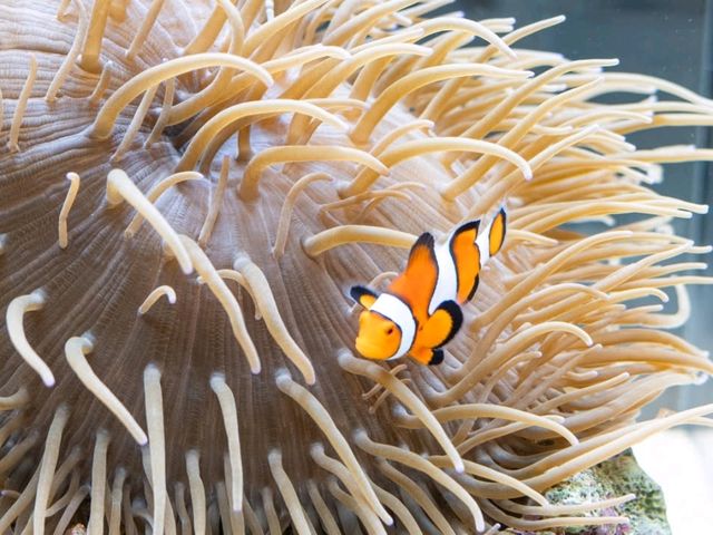 ยก Aquarium มาไว้บนตึกบนใจกลางเมือง Sapporo 