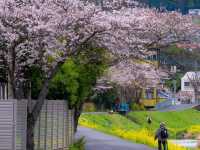 “Whispers of Spring: Sakura Serenity in Yufuin” 
