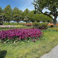Skagit Valley Tulip Fields – Mount Vernon, WA