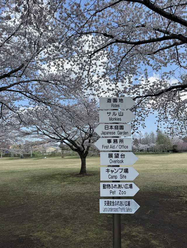 🇯🇵 Japan | Aomori’s Most Underrated Sakura Spot: Hachinohe 🌸