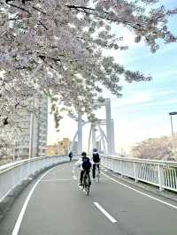 Sakura in Sapporo, Japan 🌸