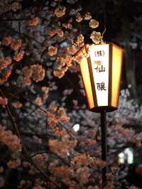 Chasing the Last of Cherry Blossom Season 🌸🌇
