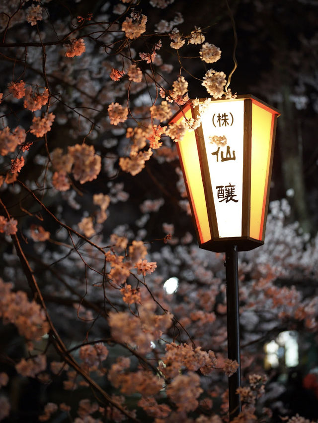 Chasing the Last of Cherry Blossom Season 🌸🌇