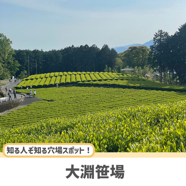 【静岡】富士山と茶畑が見れる絶景スポット🗻