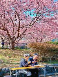 Japan | The Cherry Blossoms You’ve Seen in Anime are Real! 🌸✨