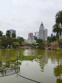 Cherry Blossoms & Skyline Views – A Sweet Surprise in Taipei