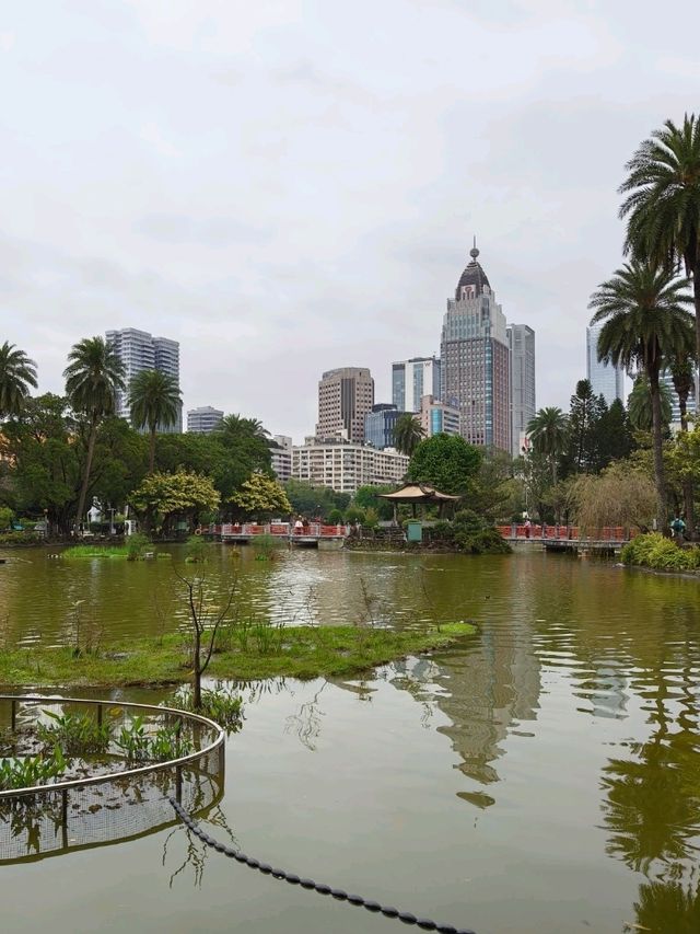 Cherry Blossoms & Skyline Views – A Sweet Surprise in Taipei
