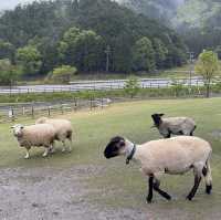 Hidden Gem during Golden Week! Shaun the Sheep Farm & English Garden