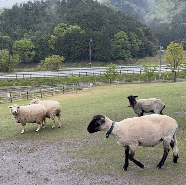 Hidden Gem during Golden Week! Shaun the Sheep Farm & English Garden