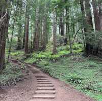 Muir Woods National Monument – Mill Valley, CA