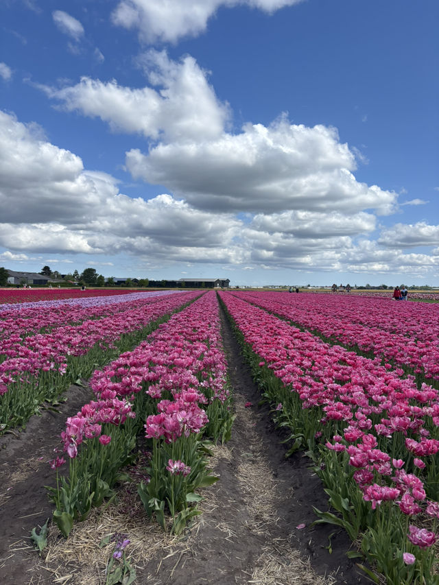 【オランダ】チューリップ🌷