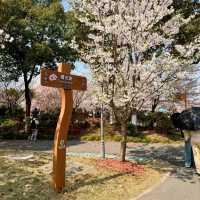 Blossoms and Bliss at Gucun Park