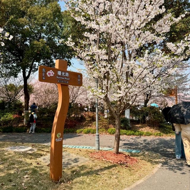 Blossoms and Bliss at Gucun Park